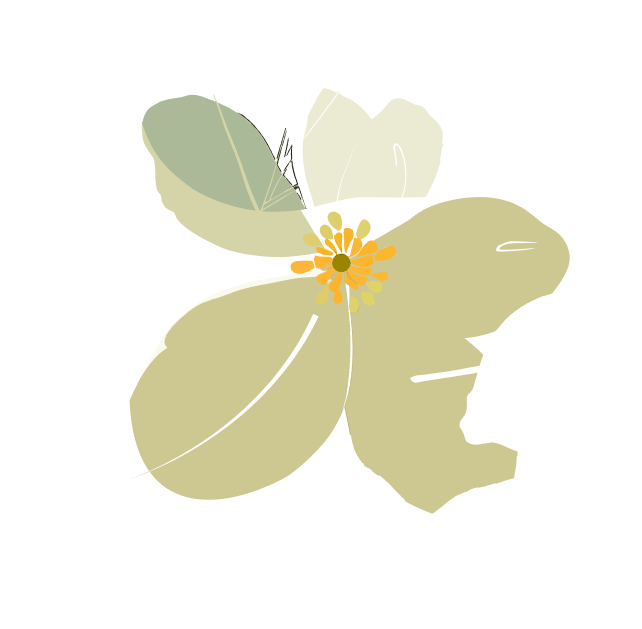 Ilustração de uma flor de quatro pétalas arredondadas em tons de verde-oliva e creme, com miolo de estames amarelos e uma folha atrás.